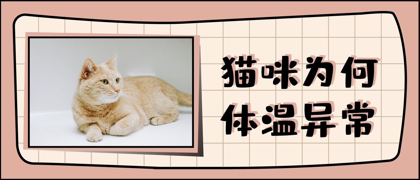 猫咪持续 反复发烧怎么办 哪些原因会引发无名高热 知乎