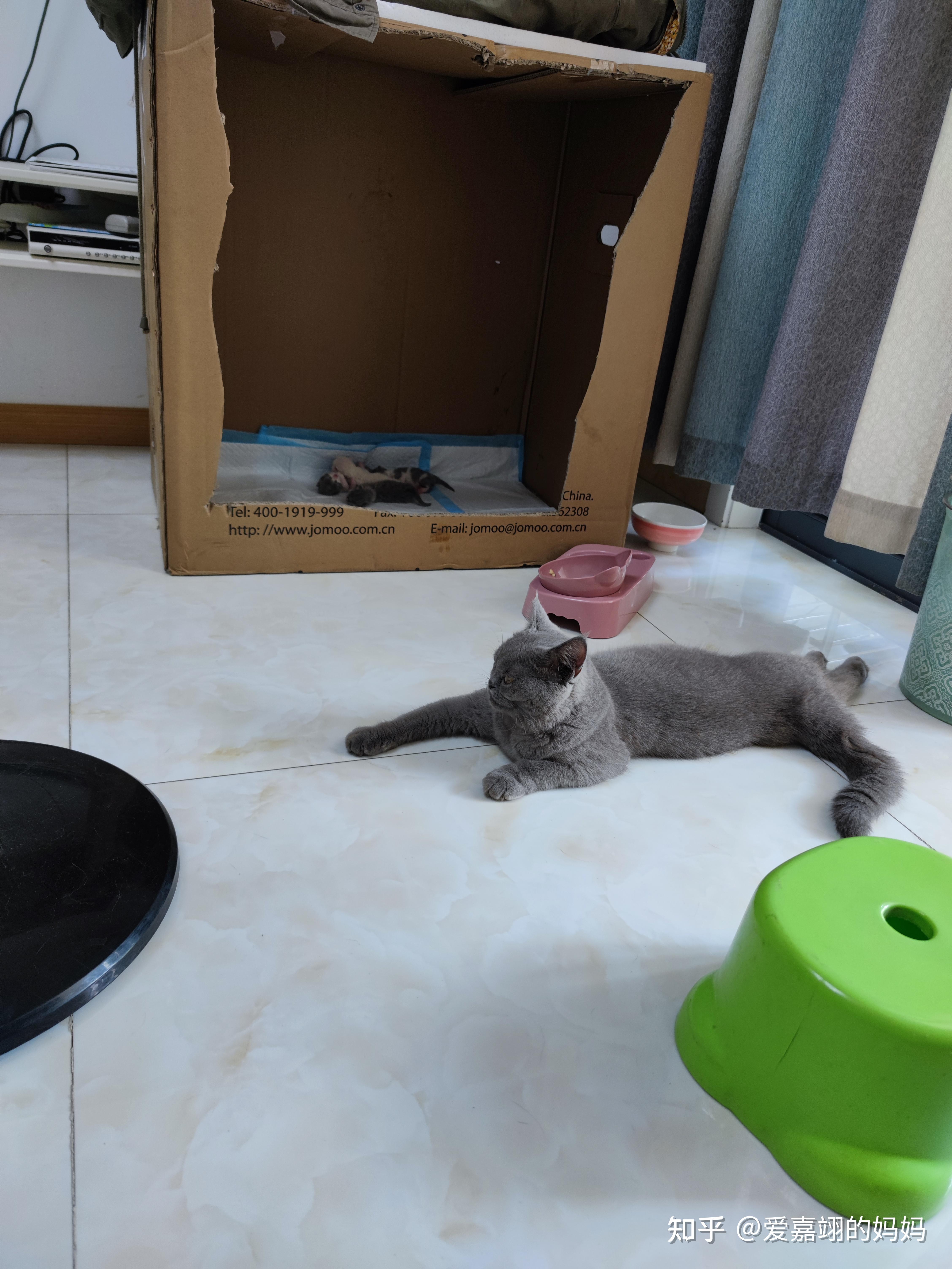 我的旺仔猫生产历程 - 知乎