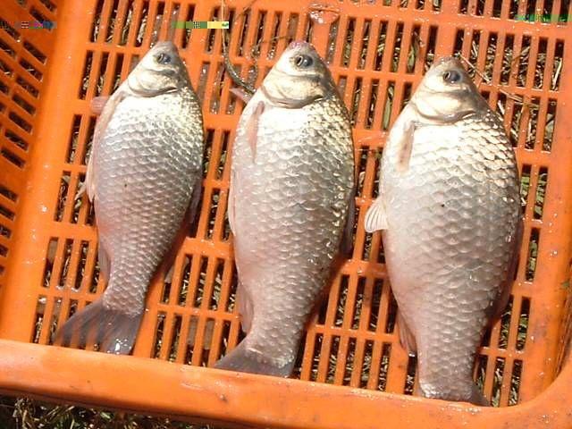 农业品牌方正银鲫