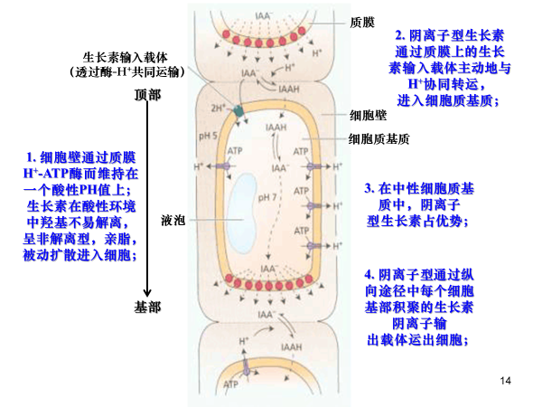 非极性运输:被动的,通过韧皮部的长距离运输.