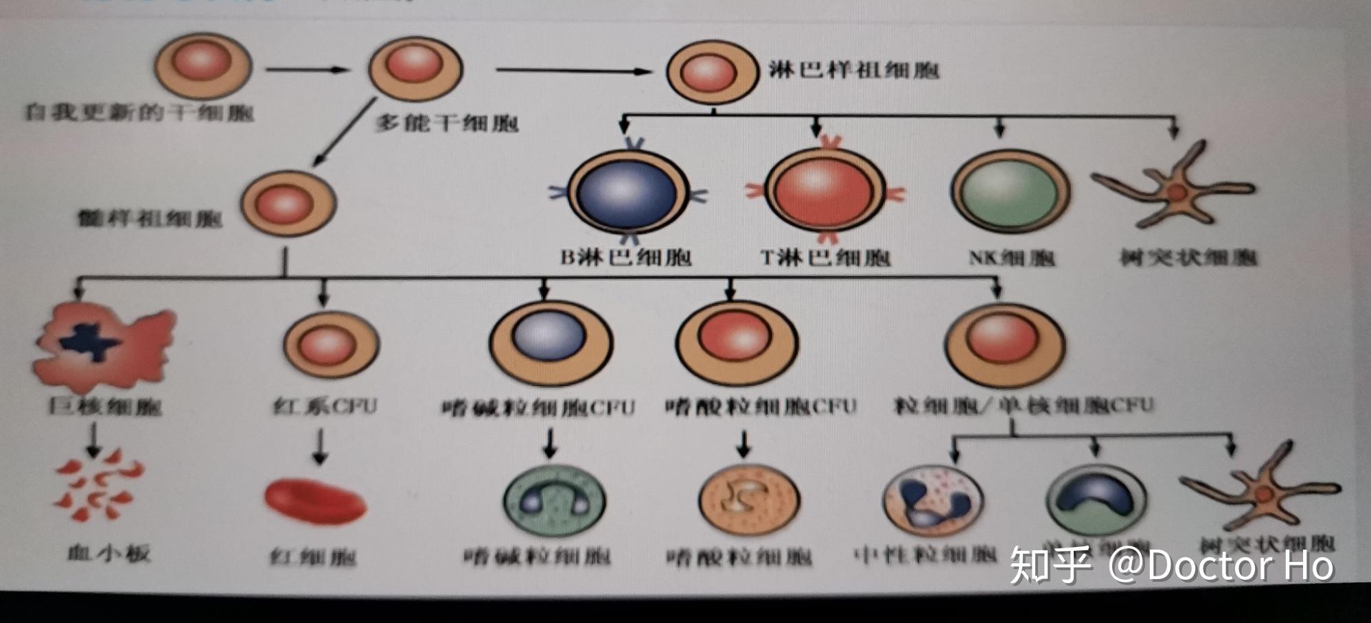医学免疫学第七版
