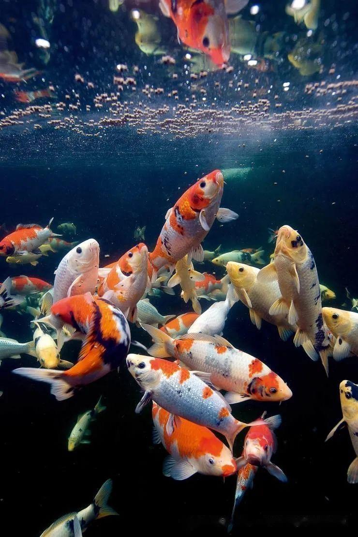 日本国鱼举世瞩目,美国航空去年仅洛杉矶运送19100公斤!