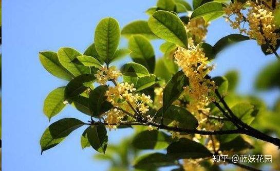 蓝妖 盆栽桂花这样养 不干尖不黄叶 花香满屋 知乎
