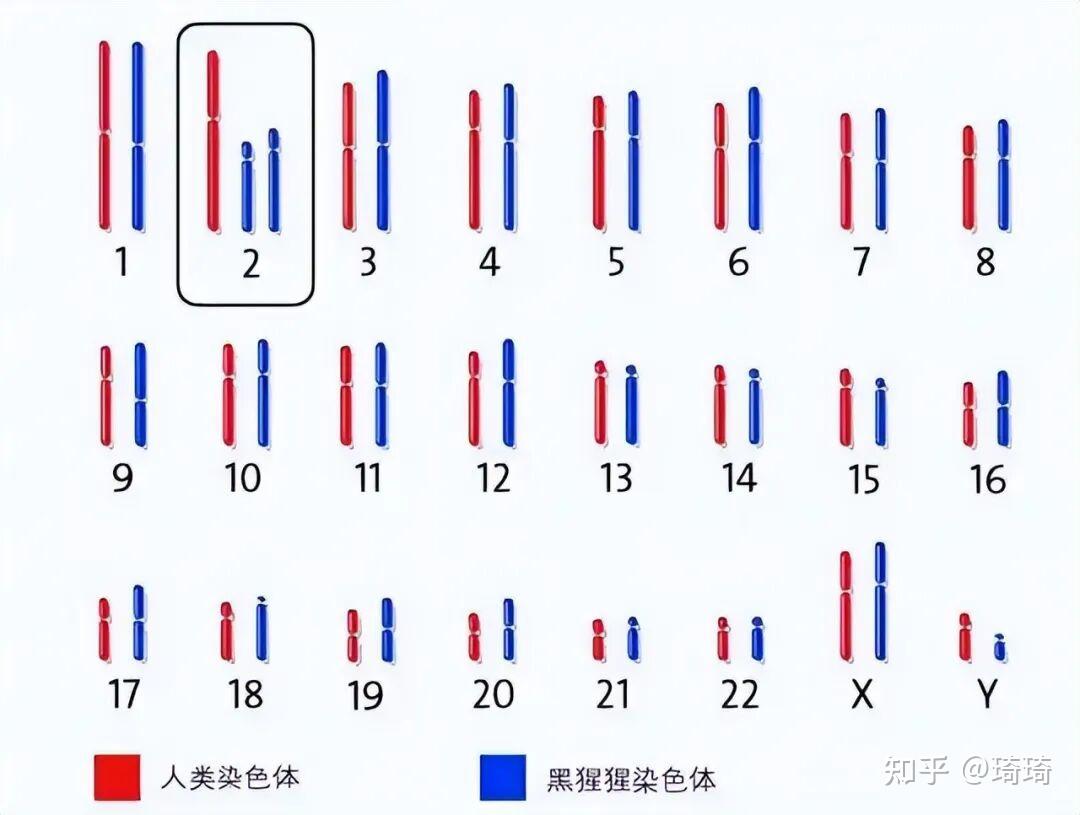 人类源自古猿,为何现在的猿类没进化成人类? - 知乎