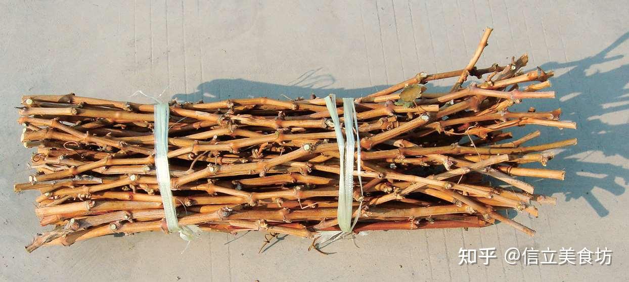 葡萄扦插育苗,做好这12个工作,苗木才能优质,现在就可以操作 - 知乎