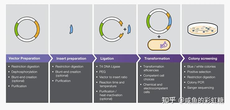 5 重组载体的构建