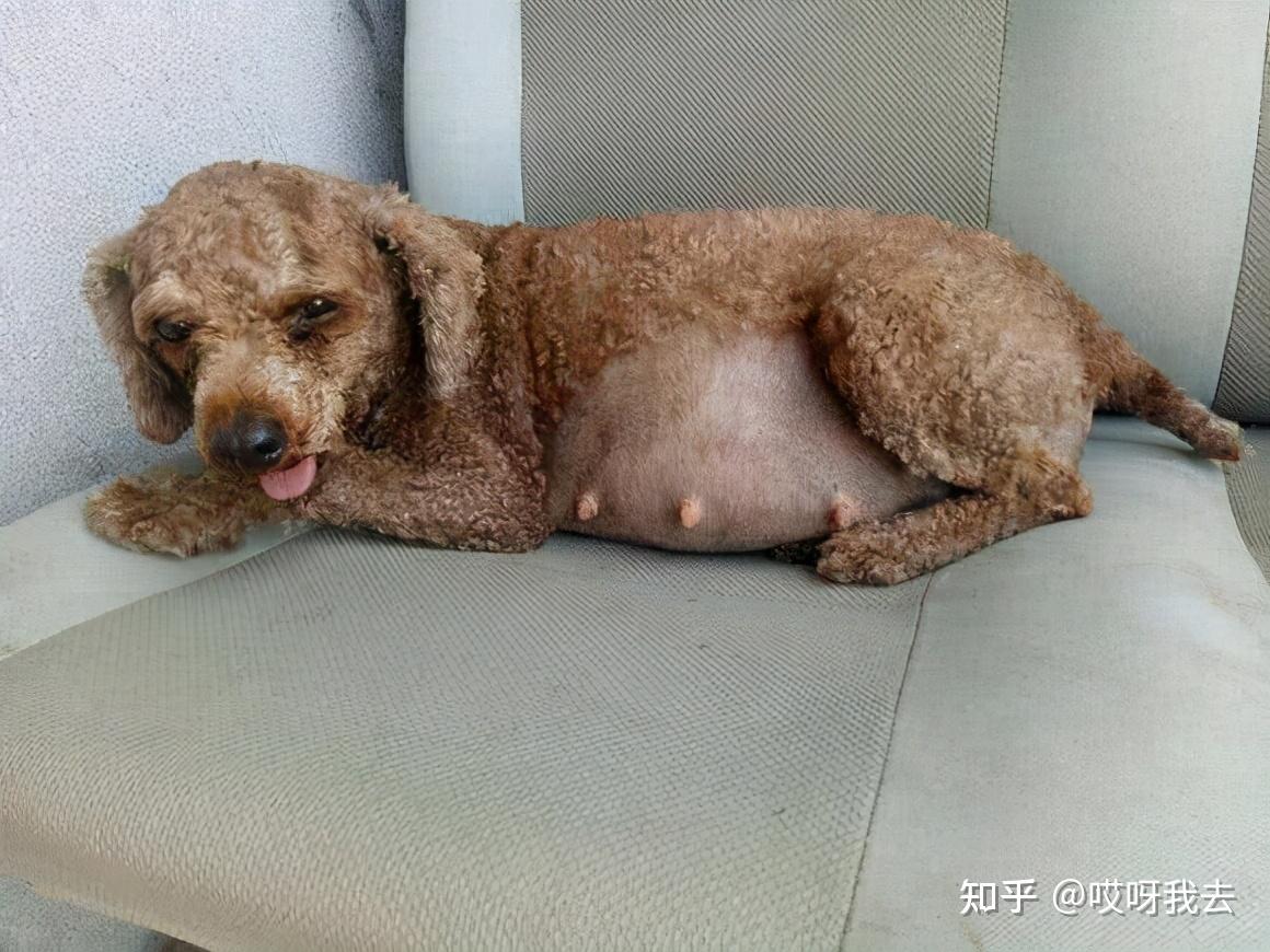 如果你家泰迪犬没有交配,也没有怀孕但是它们的肚子就像是怀孕一样