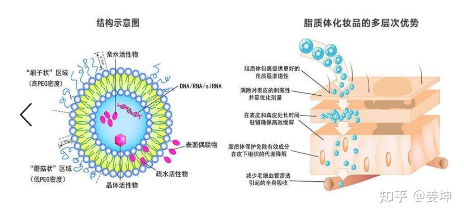 含有脂质体技术的护肤品是真的能透皮的护肤品