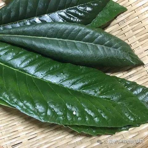 中药材:枇杷叶 - 知乎