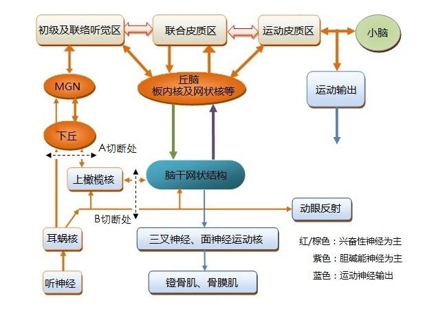 人脑工作机制 49 思维和注意的控制机制 九 其他问题 一些实验和技术构思 知乎