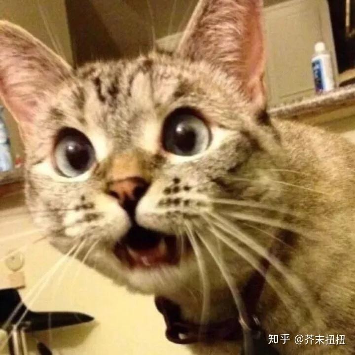 如何评价《惊奇队长》?