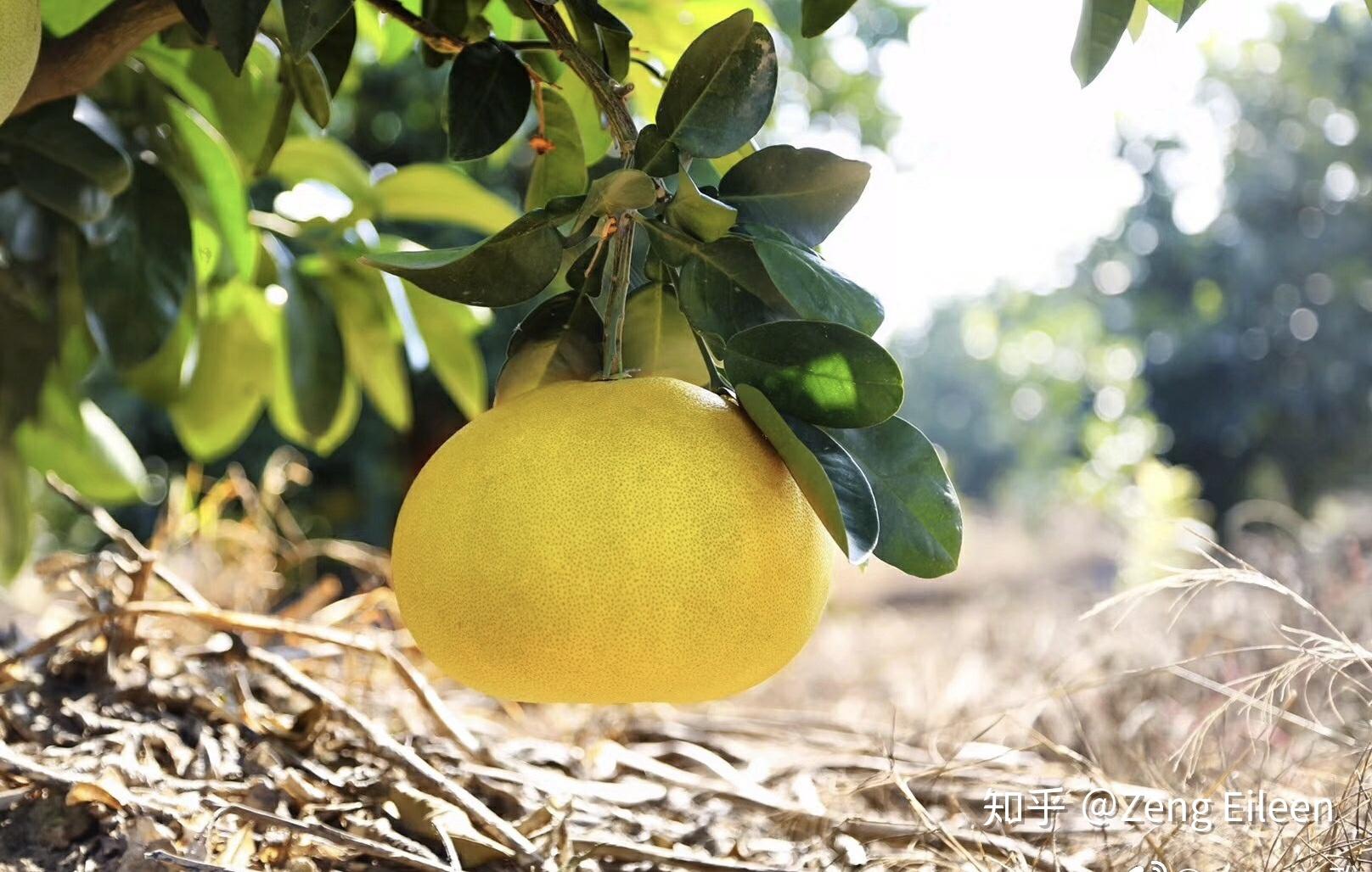 今天，“中华第一柚”玉环文旦全面采摘上市！
