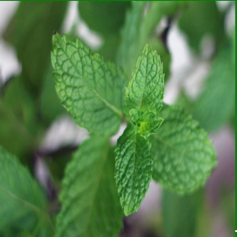 薄荷土名"银丹草"又叫做鱼香草,是中西餐厅常用的烹饪香料,新鲜的薄荷