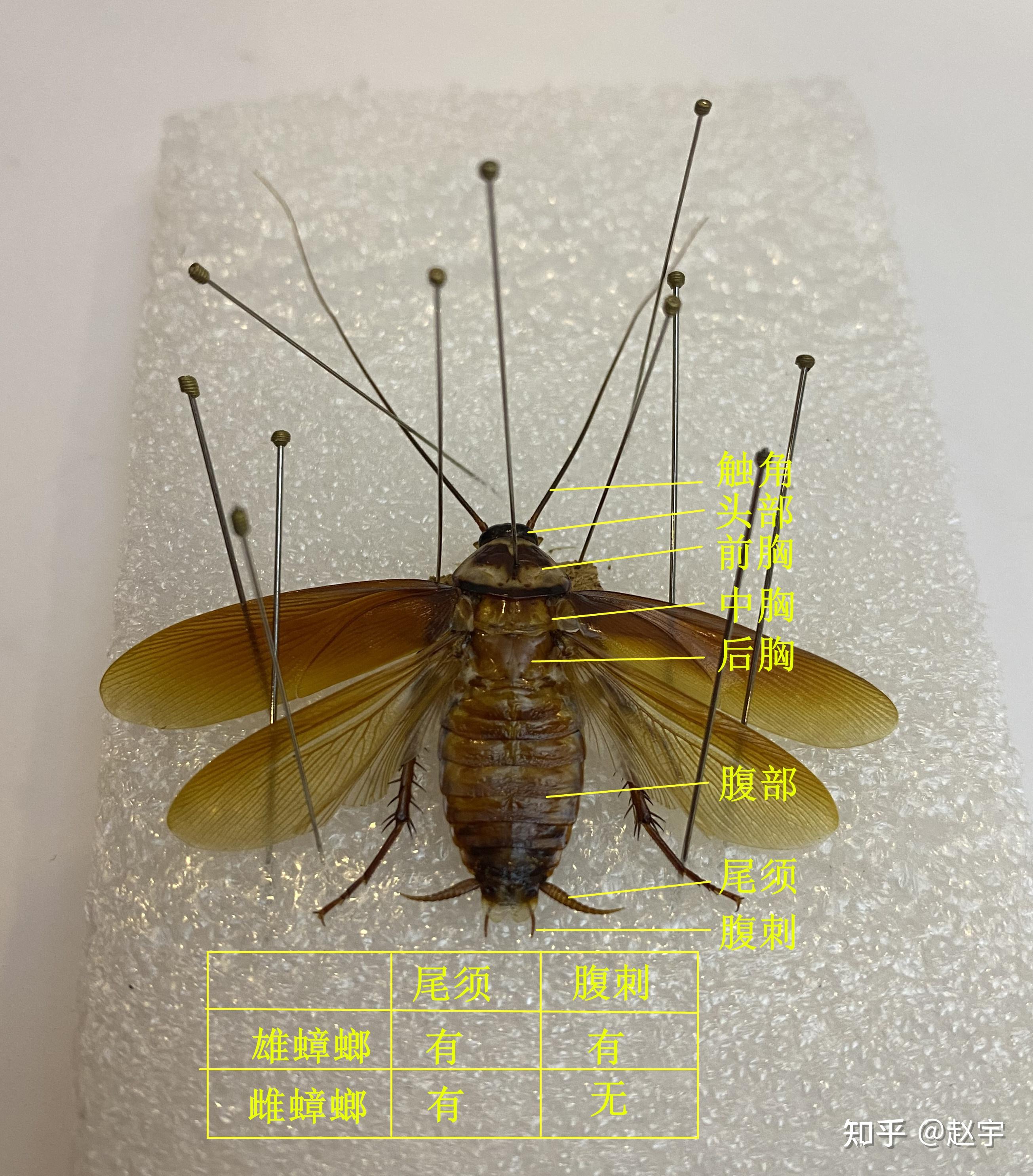 家里发现一只蟑螂真的能生出几百只蟑螂吗