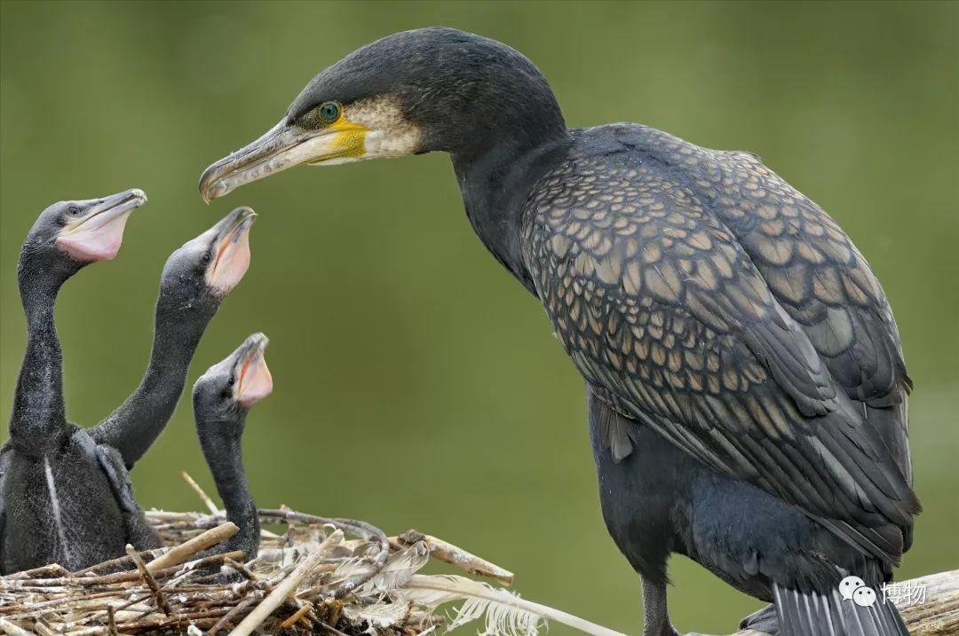 鸬鹚幼鸟属于晚成鸟,相貌古怪,身体柔弱无力,必须靠亲鸟喂养.