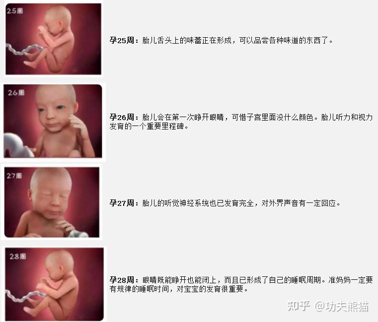 孕周怎么计算?预产期如何计算?孕周胎儿发育情况?