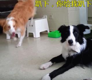 动图封面