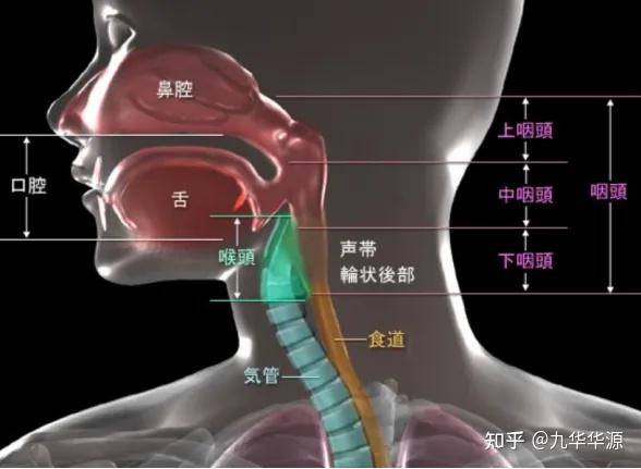 嗓子痛、喉咙肿,到底是怎么回事? - 知乎