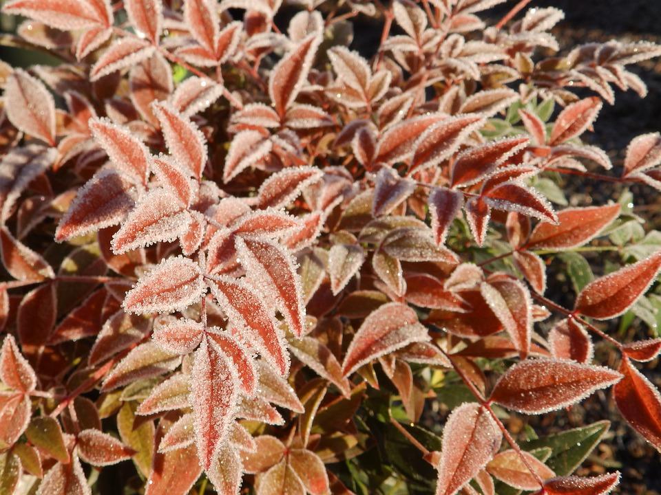 冬雪中最火红的竹惊艳了