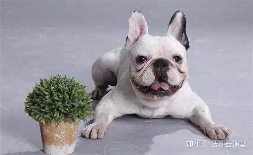 一定收藏 狗狗的呕吐及肠道疾病总汇 知乎