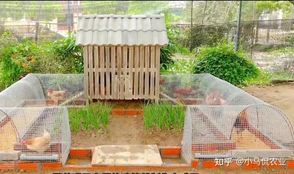 小哥花50元造鸡菜共生鸡笼,铁丝网木条变运动跑道,蛋肉菜不发愁 - 知乎