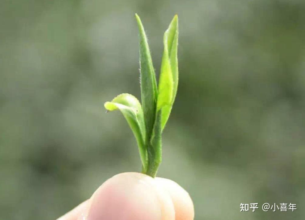 一文了解一款茶,单芽茶白毫银针是如何炼成的?