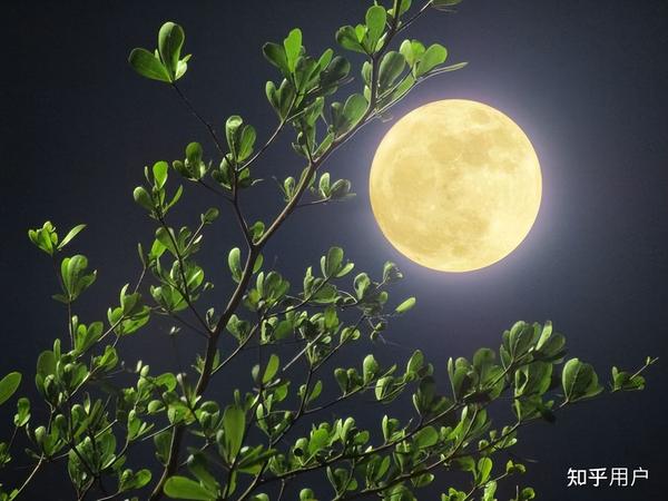 借月抒怀的诗句有哪些(借月抒怀的古诗100首)