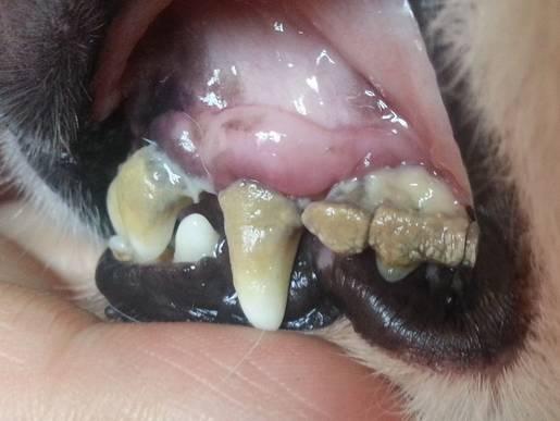 如果有的话,你真的就要注意了,因为它就是最早侵蚀猫咪牙龈的牙菌斑!
