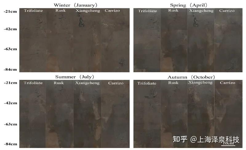 Scientia Horticulturae：不同砧木柑桔细根动态变化和空间分布 - 知乎