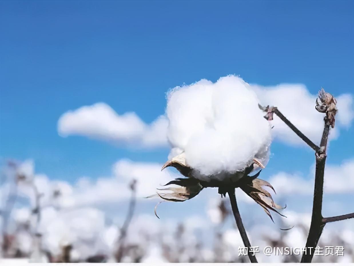 被抹黑的新疆棉花很白被潑髒水的新疆很美