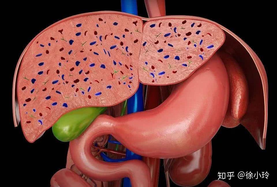 六腑之胆 究竟为何物呢? - 知乎