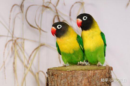 牡丹鹦鹉属(agapornis)品种一览