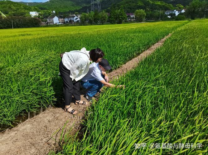 生物胁迫:影响因素、作用机理与对作物的影响 - 知乎