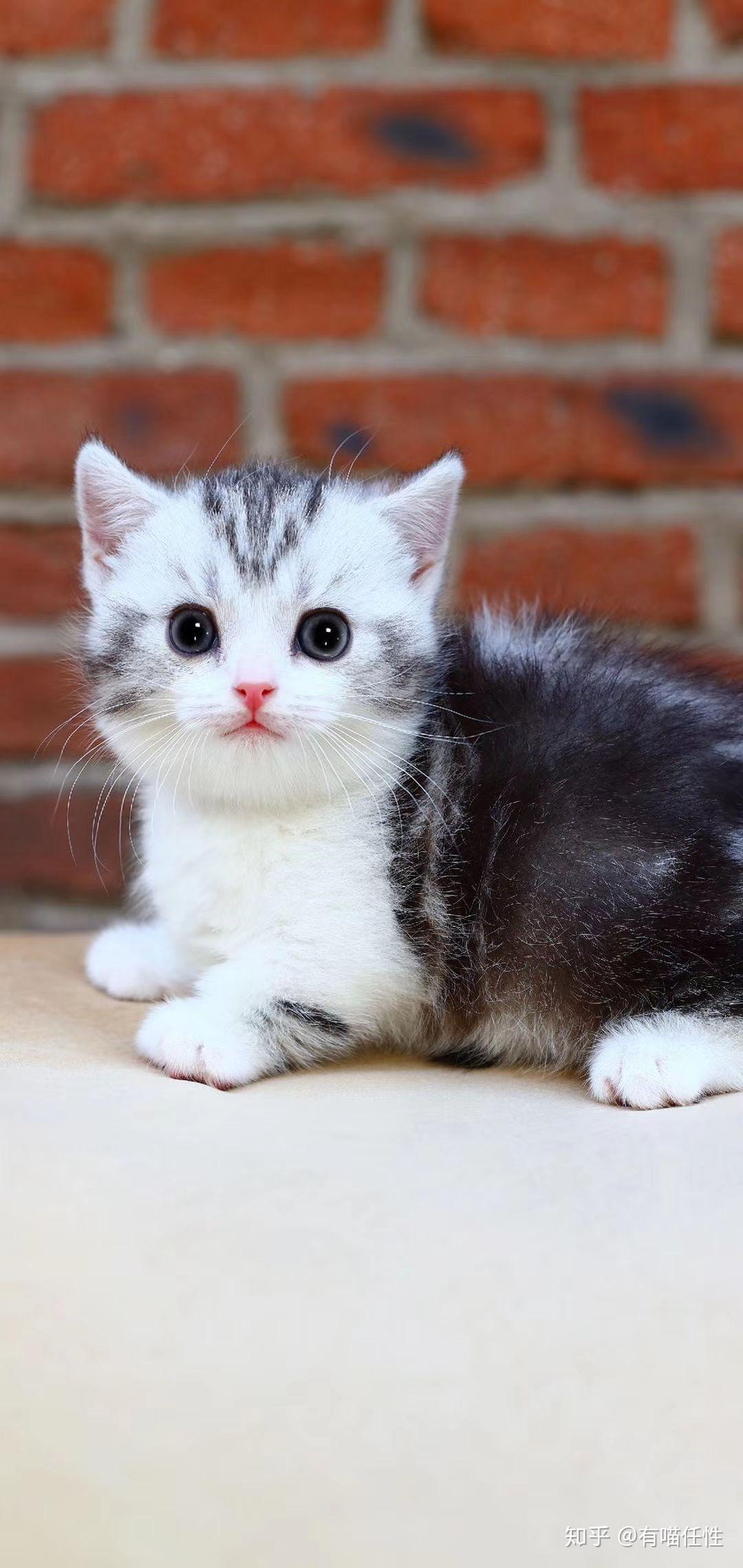 曼基康矮脚猫分类拿破仑猫长啥样