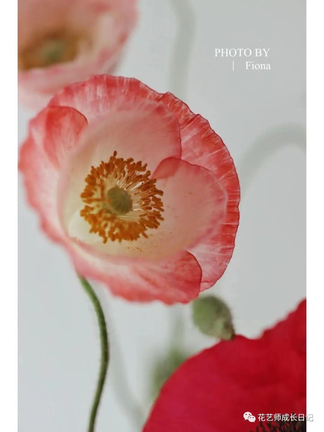 每日一花雪莉虞美人你永远不知道下一朵开出什么花vol42