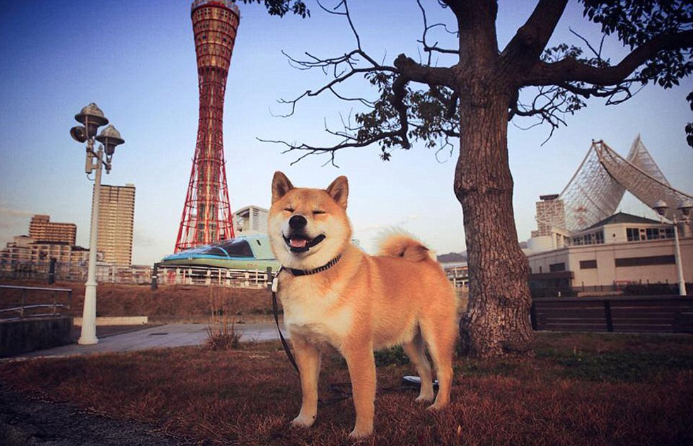 柴犬聪明吗 日本柴犬智商排名分析 知乎 柴犬聪明吗 日本柴犬智商排名分析 知乎