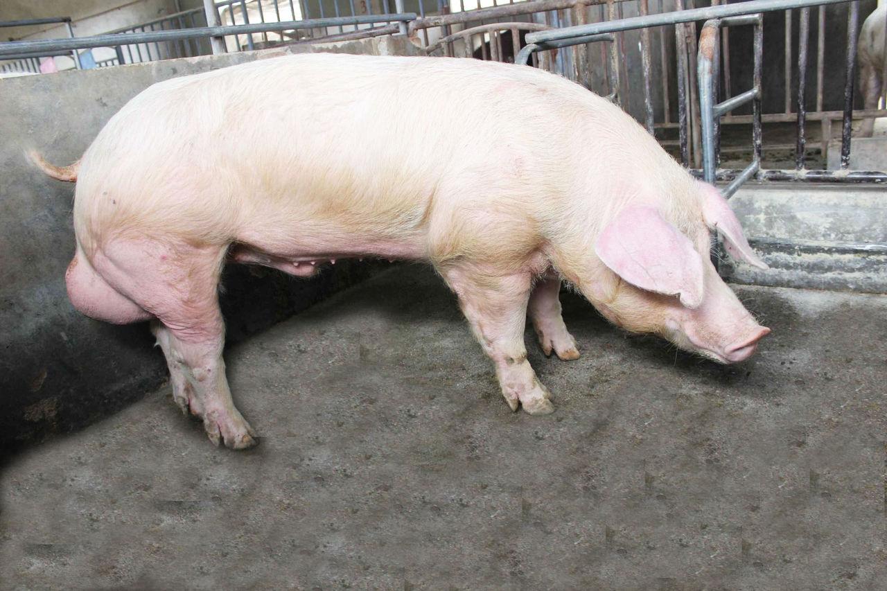 什么饲料喂猪长得最快，育肥猪饲料自配方比例 - 知乎