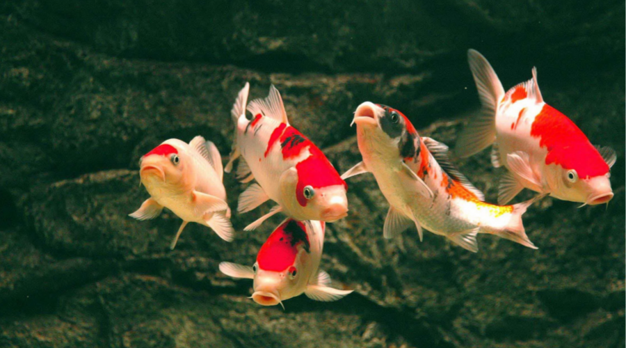 如何把小锦鲤养成大肥猪？解密哗仔私密小绝招- 知乎