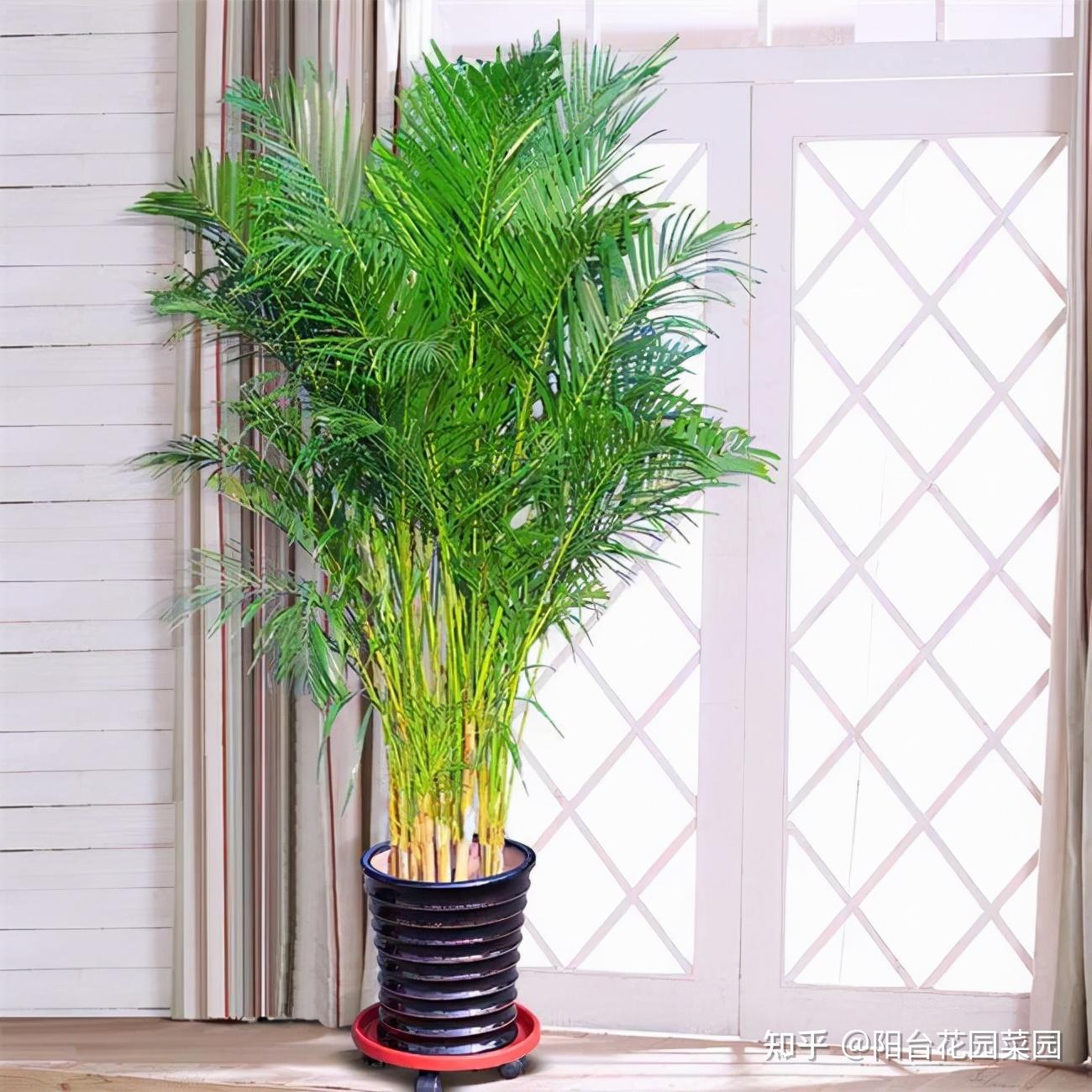 家中养“5种竹”,富贵不俗,护家祥瑞,好日子节节高升 - 知乎