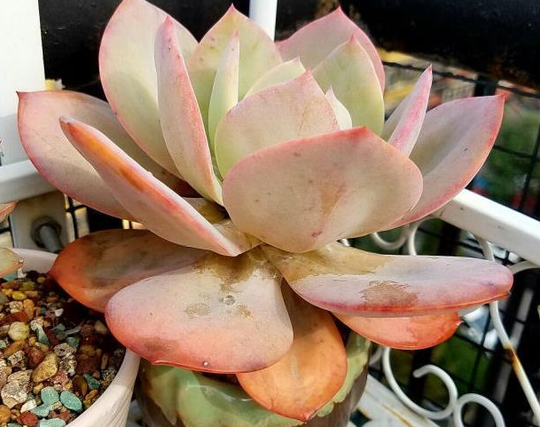 家里的多肉植物移栽后越长越好,只因他掌握了