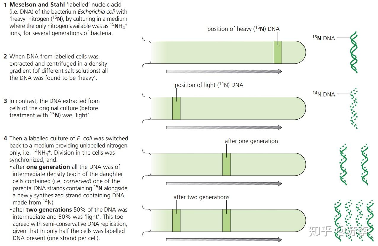 半保留复制可以通过实验的方式进行证明,meselson and stahl用n(15)