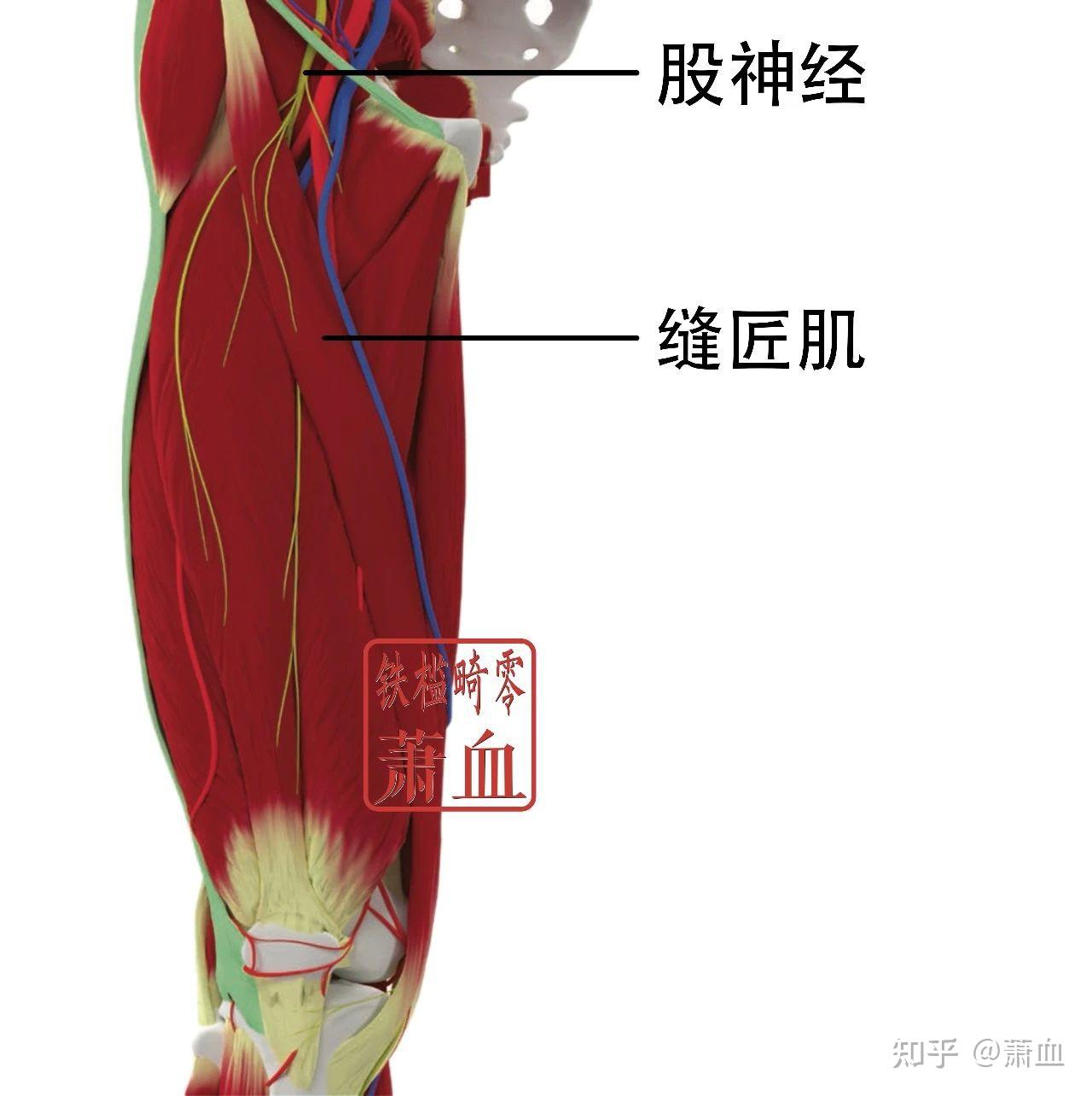 周围神经|股神经 - 知乎