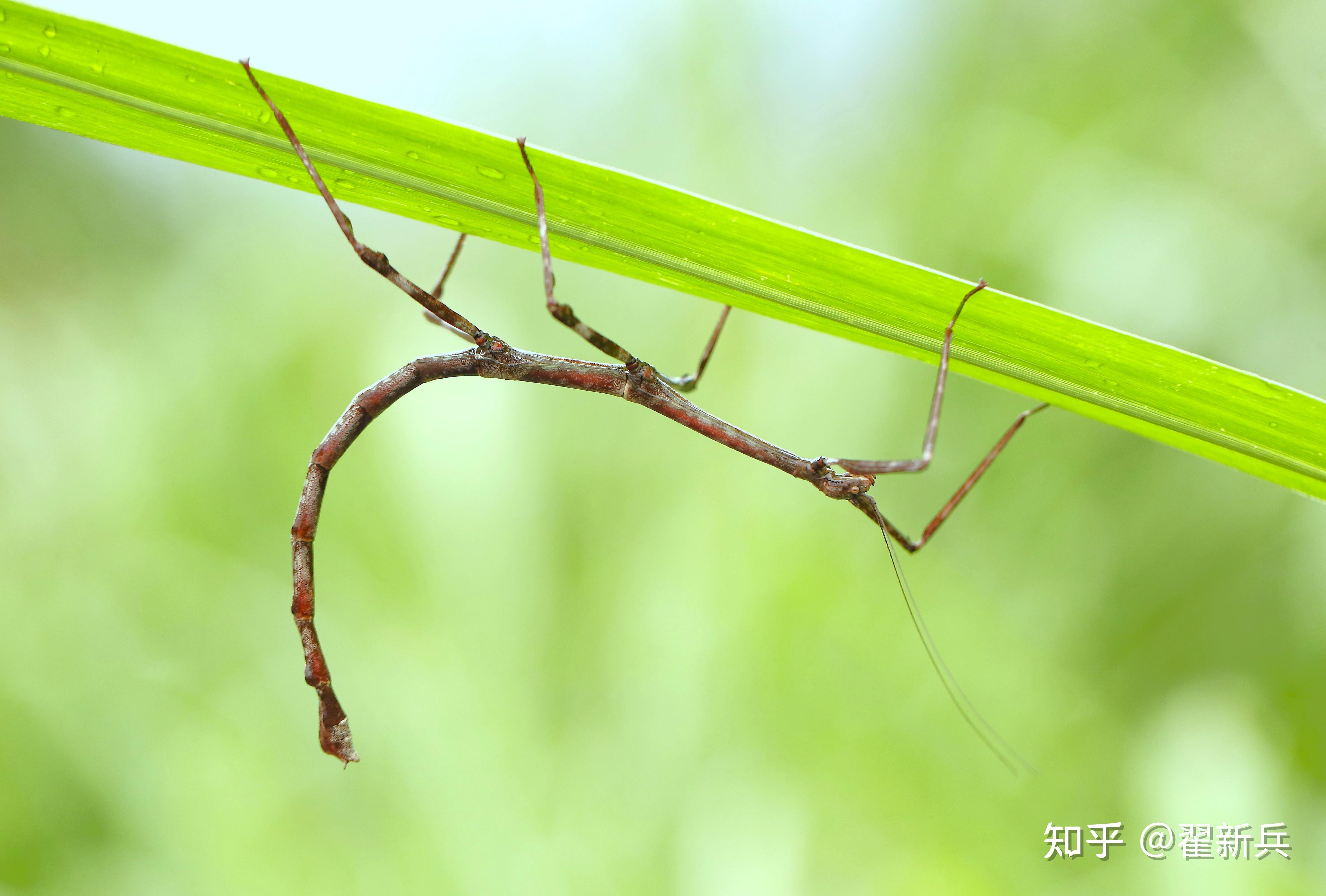 竹节虫的气味图片