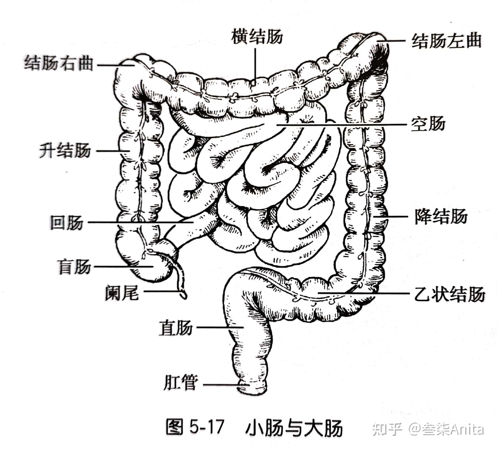 大肠的体表投影图片