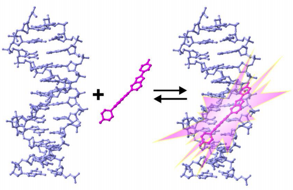 常用细胞凋亡检测方法详细内容大公开 - 知乎