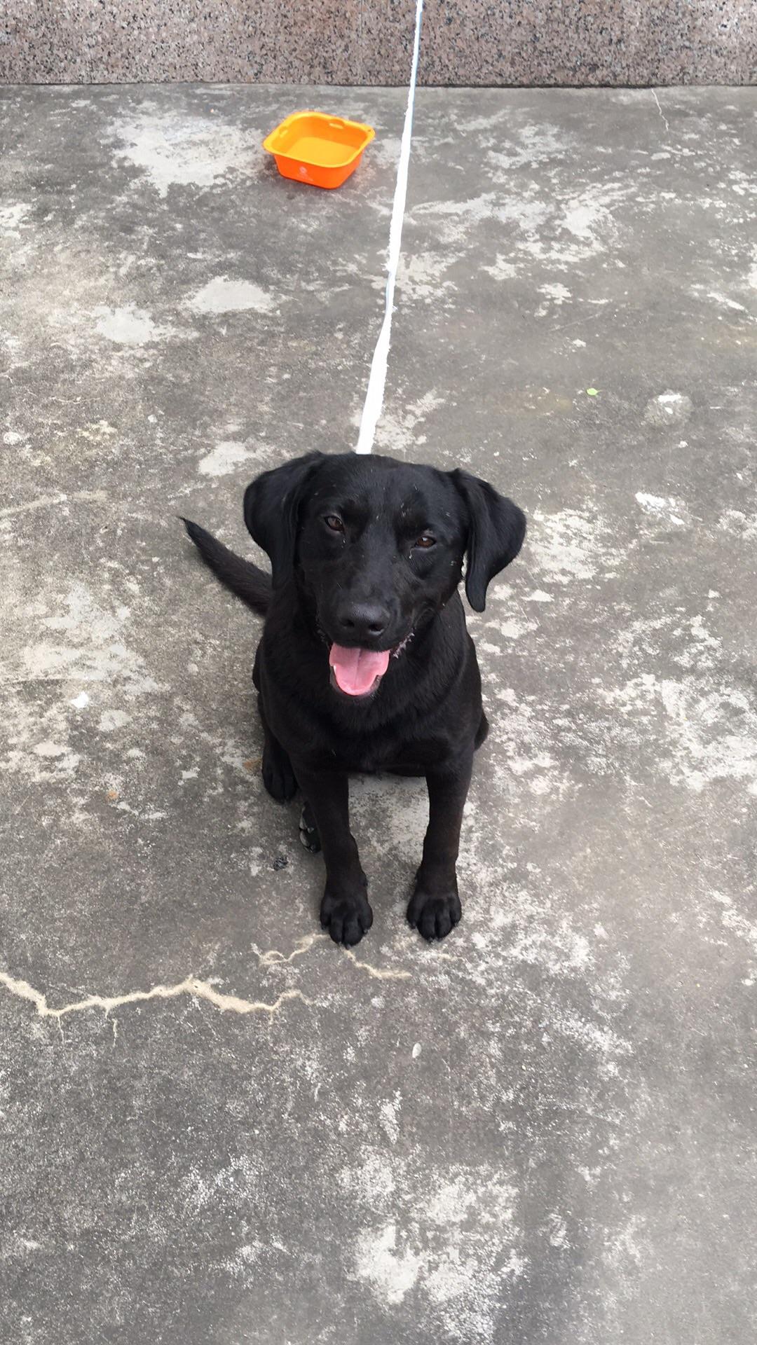 看看拉布拉多是串吗?500块值不值?