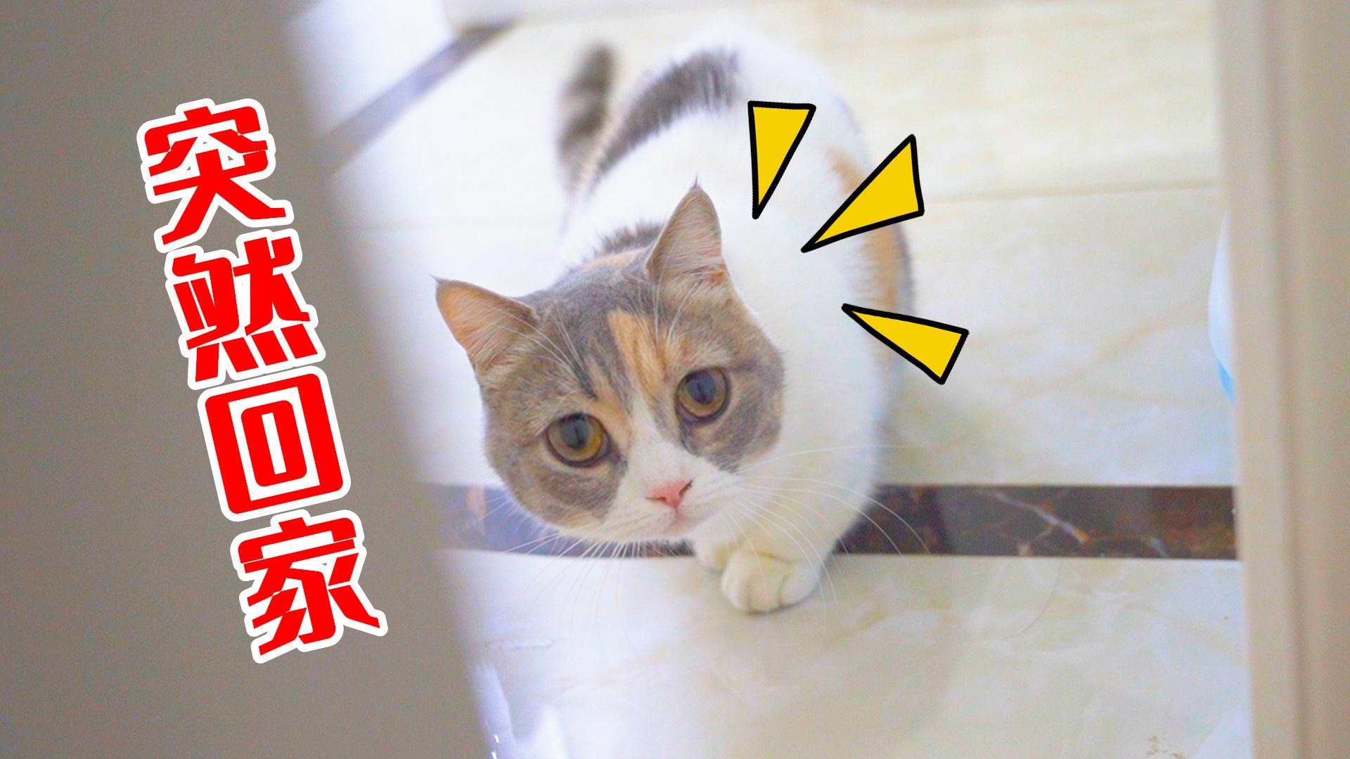 和猫一起拼300张拼图会发生什么结局崩溃了