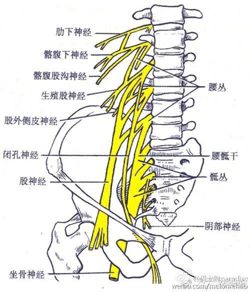 脊髓马尾位置示意图图片