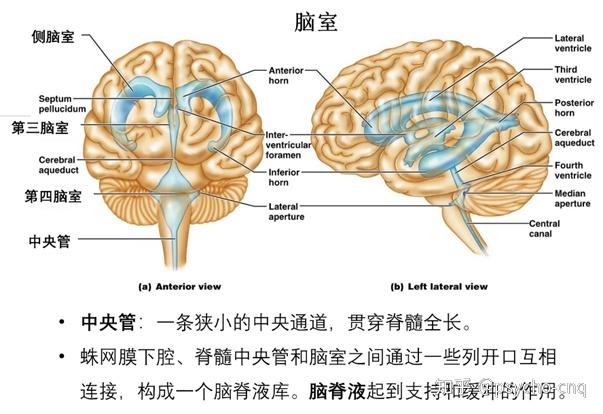 神经系统结构 - 知乎