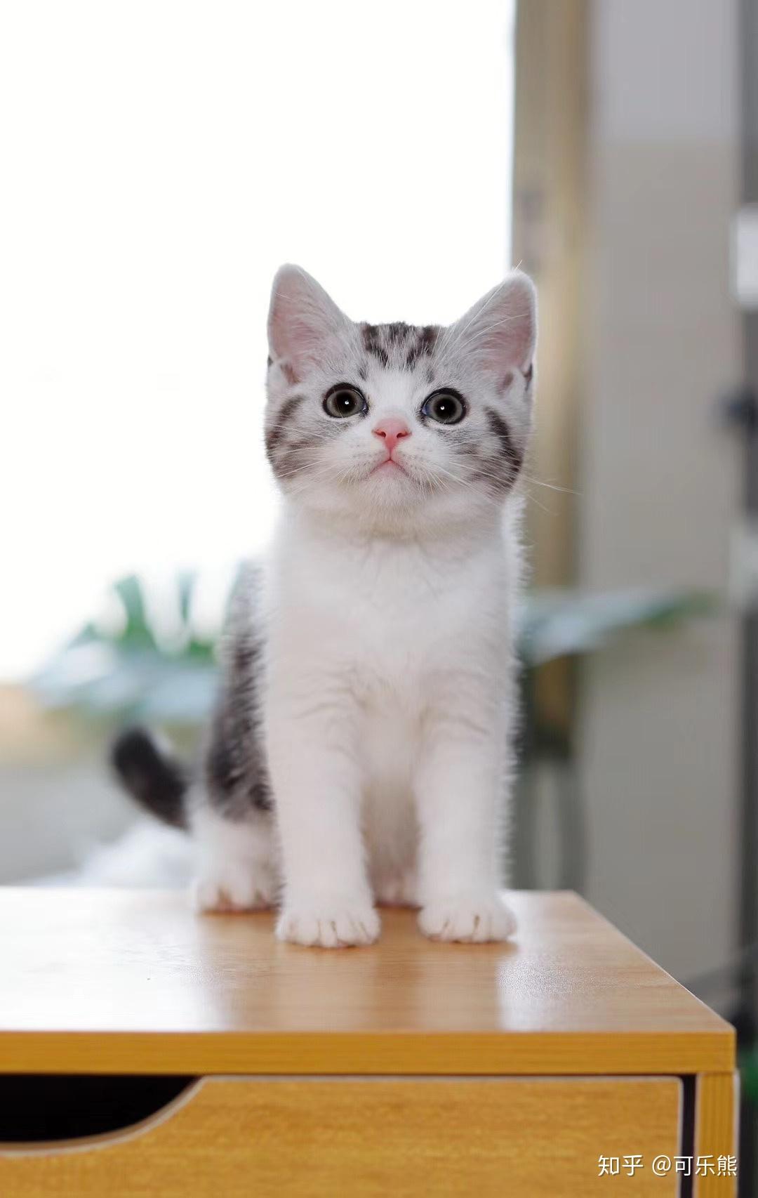 请问美短有这样的黑白颜色吗 ? - 知乎